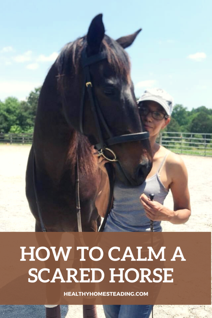 How to calm a scared horse