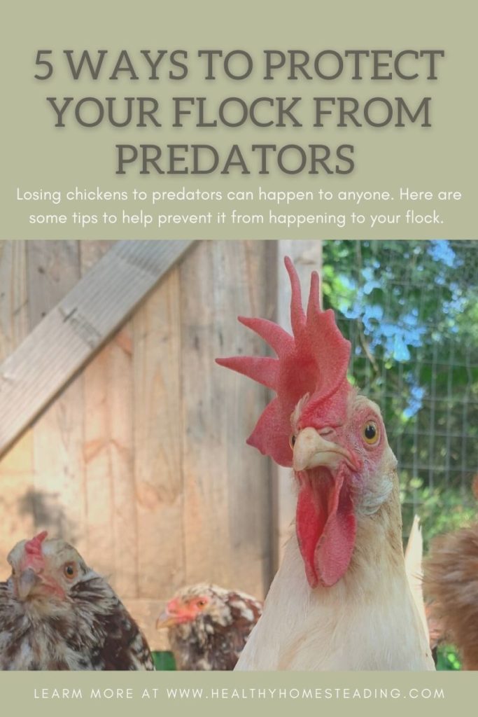 protecting chickens from predators 