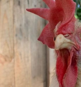 protecting chickens from predators