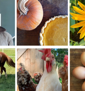 Homesteading Life