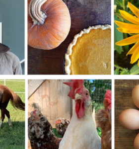 Homesteading goals