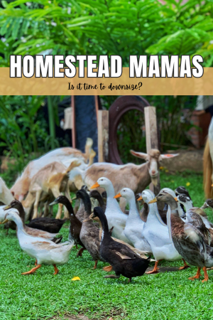 Photo of ducks, goals with text that says Homestead Mama: Is it time to downsize?